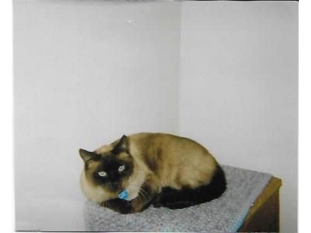 Seal Point Siamese Cat In Spokane Spokane County Washington